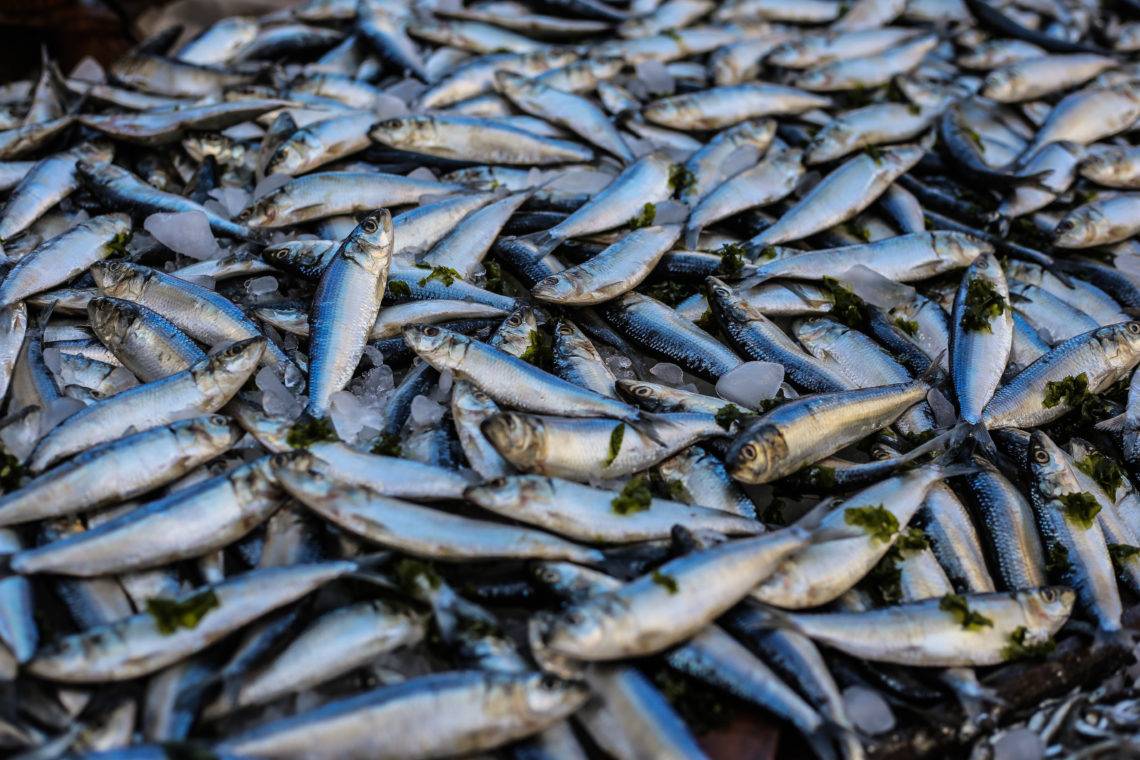 Photo of pile of fish