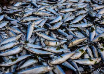 Photo of pile of fish