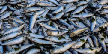 Photo of pile of fish