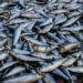 Photo of pile of fish