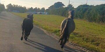 Spirit of Stallions: Horses ran free in Polish town