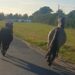 Spirit of Stallions: Horses ran free in Polish town