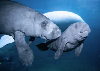 Extremely rare baby Caribbean manatee born in Poland