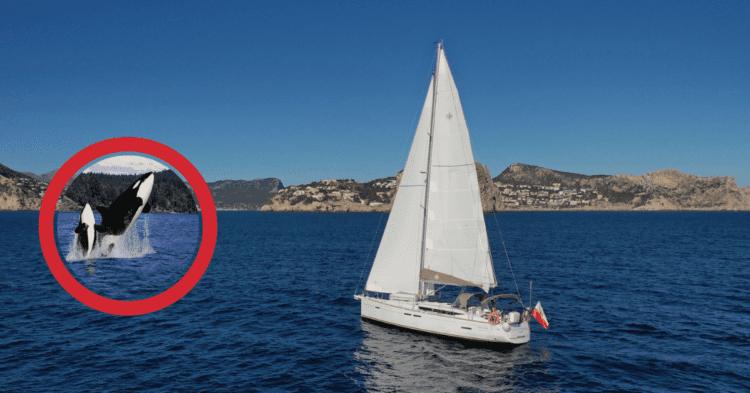 Orcas Sink Polish Yacht Near Gibraltar: A Rescue Operation Underway