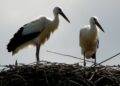 Storks: Poland’s Beloved Harbingers of Spring