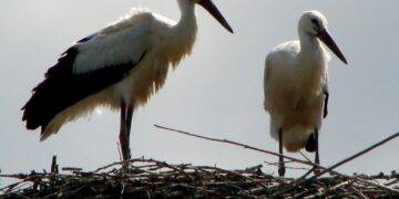 Storks: Poland’s Beloved Harbingers of Spring