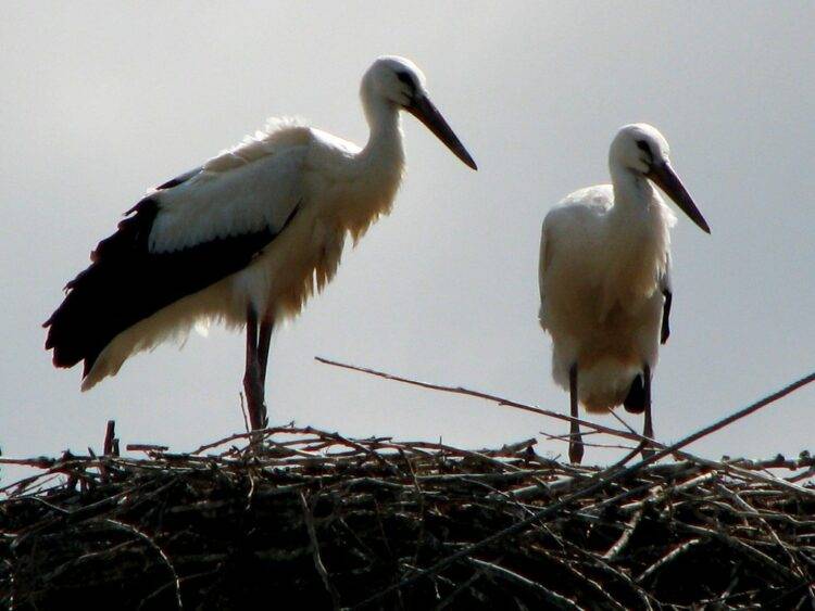 Storks: Poland’s Beloved Harbingers of Spring