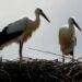 Storks: Poland’s Beloved Harbingers of Spring