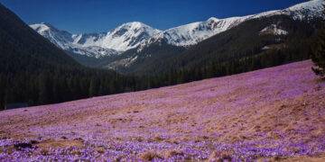 The Tatras Awash in Purple: Crocus Season Begins with a Reminder of Responsibility