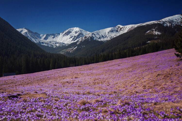 The Tatras Awash in Purple: Crocus Season Begins with a Reminder of Responsibility