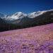 The Tatras Awash in Purple: Crocus Season Begins with a Reminder of Responsibility