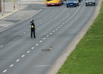 Migratory Triumph: Warsaw’s Geese Safely Cross Busy Streets with Human Help