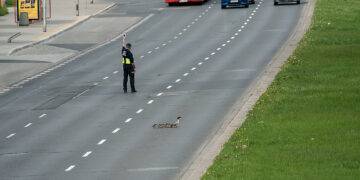 Migratory Triumph: Warsaw’s Geese Safely Cross Busy Streets with Human Help