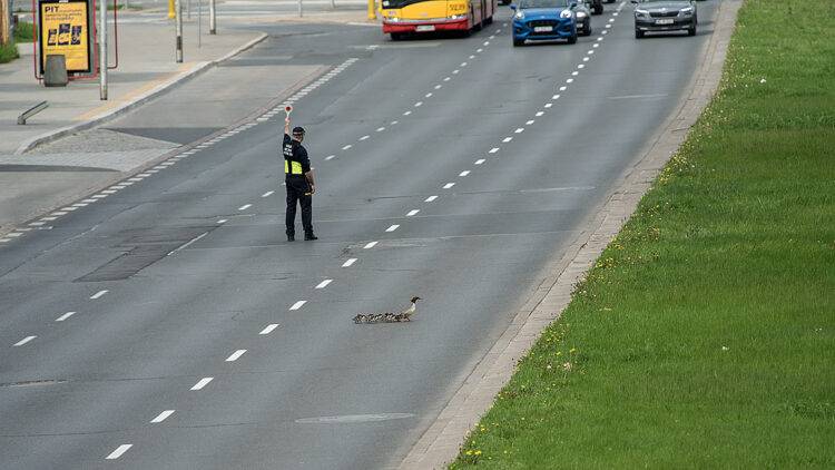 Migratory Triumph: Warsaw’s Geese Safely Cross Busy Streets with Human Help