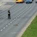 Migratory Triumph: Warsaw’s Geese Safely Cross Busy Streets with Human Help