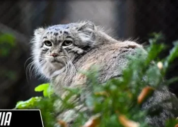 From Poznań Zoo to Stardom: Mania the Pallas’s Cat Advances in the Manul World Cup 2024