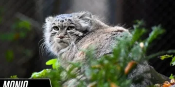 From Poznań Zoo to Stardom: Mania the Pallas’s Cat Advances in the Manul World Cup 2024