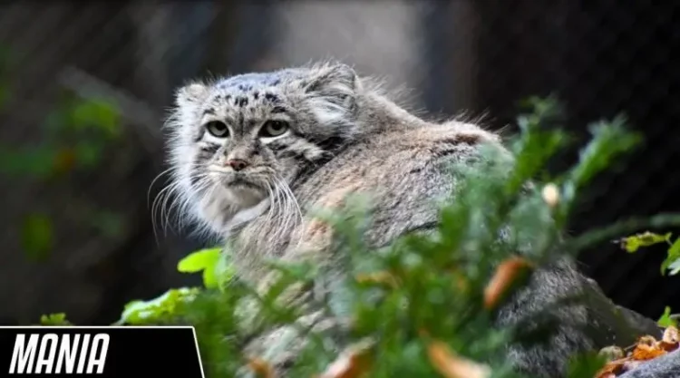 From Poznań Zoo to Stardom: Mania the Pallas’s Cat Advances in the Manul World Cup 2024