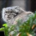 From Poznań Zoo to Stardom: Mania the Pallas’s Cat Advances in the Manul World Cup 2024