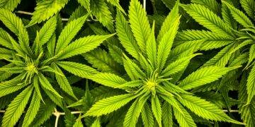 a close up of a bunch of green leaves