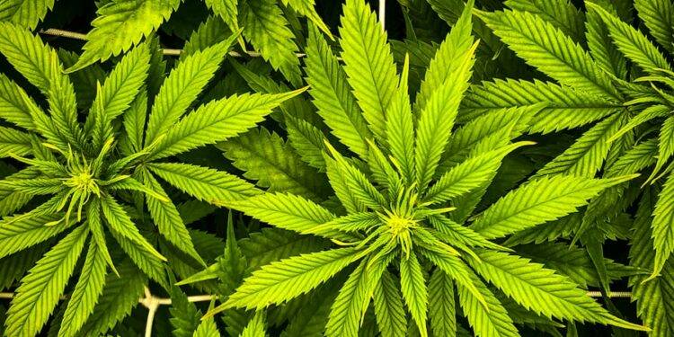a close up of a bunch of green leaves