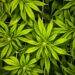 a close up of a bunch of green leaves