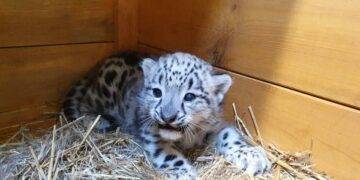 Snow Leopard Cub Born at Warsaw Zoo