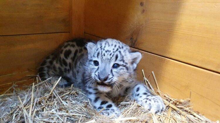 Snow Leopard Cub Born at Warsaw Zoo