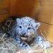 Snow Leopard Cub Born at Warsaw Zoo