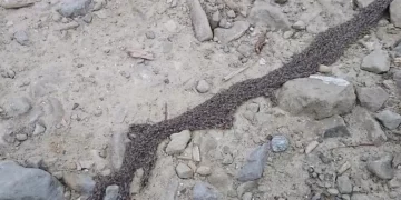 Rare Phenomenon on Tatra Mountain Trail: Tourists Capture “Creeping Roots”