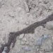 Rare Phenomenon on Tatra Mountain Trail: Tourists Capture “Creeping Roots”