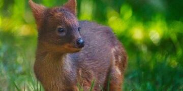 Rare Pudu Birth at Warsaw Zoo, Public Invited to Name the New Arrival