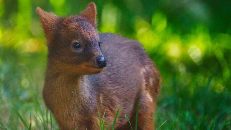 Rare Pudu Birth at Warsaw Zoo, Public Invited to Name the New Arrival
