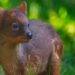 Rare Pudu Birth at Warsaw Zoo, Public Invited to Name the New Arrival