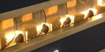 Mussels Monitor Water Quality in Stargard
