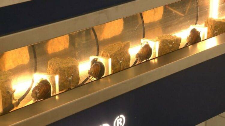 Mussels Monitor Water Quality in Stargard