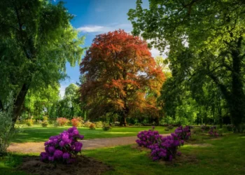 Poland Claims Fourth Consecutive Win in European Tree of the Year Contest