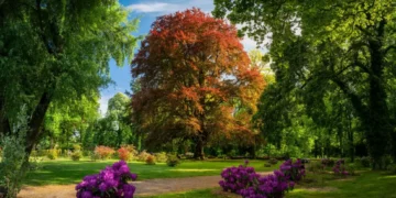 Poland Claims Fourth Consecutive Win in European Tree of the Year Contest