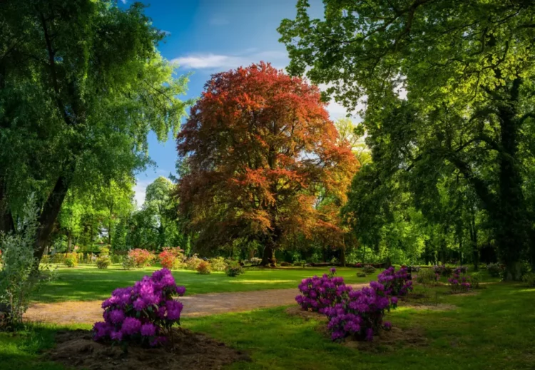Poland Claims Fourth Consecutive Win in European Tree of the Year Contest