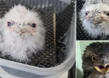 Meet Pierogi: The Australian Tawny Frogmouth That’s Got Everyone Talking