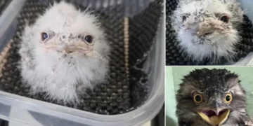Meet Pierogi: The Australian Tawny Frogmouth That’s Got Everyone Talking
