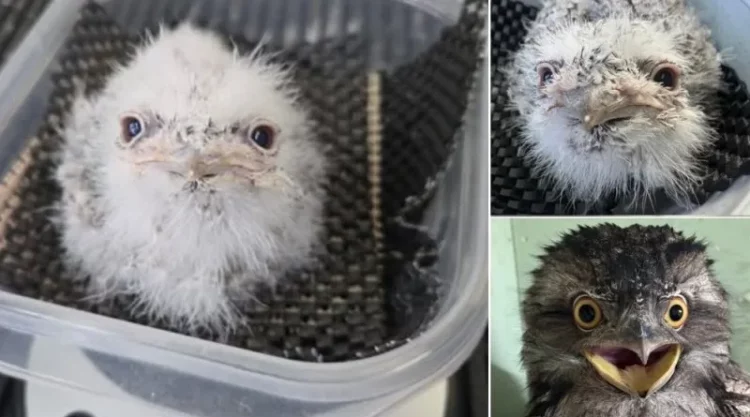 Meet Pierogi: The Australian Tawny Frogmouth That’s Got Everyone Talking