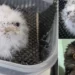 Meet Pierogi: The Australian Tawny Frogmouth That’s Got Everyone Talking