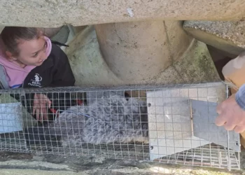 Dog Rescued After Days Trapped Beneath Breakwater in Northern Poland