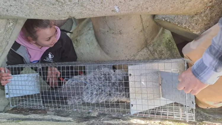 Dog Rescued After Days Trapped Beneath Breakwater in Northern Poland