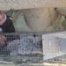 Dog Rescued After Days Trapped Beneath Breakwater in Northern Poland