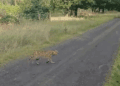 Rare African Wild Cat Seen in Polish Woodlands