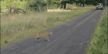 Rare African Wild Cat Seen in Polish Woodlands