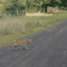 Rare African Wild Cat Seen in Polish Woodlands