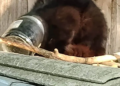Rescuers save Polish stray after cat spends days with jar stuck on head